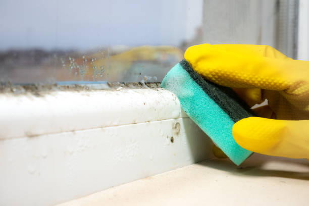 Best Black Mold Remediation in Sparks, GA