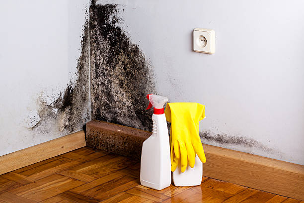 Best Residential Mold Remediation in Sparks, GA